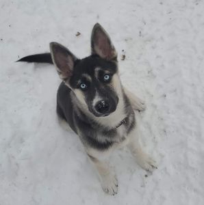 Meet your Posher, Cole